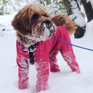 K9 Top Coat Snowsuit Arctic Fleece Dog Bodysuit Red Size 2
